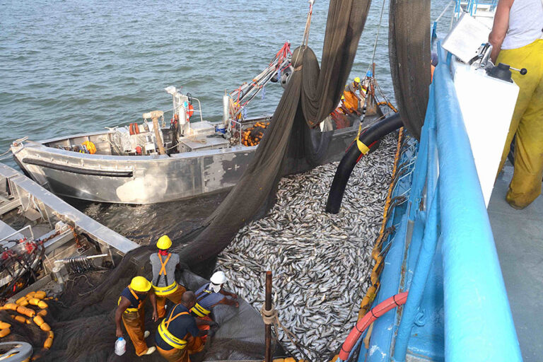 menhaden reduction fishing 2