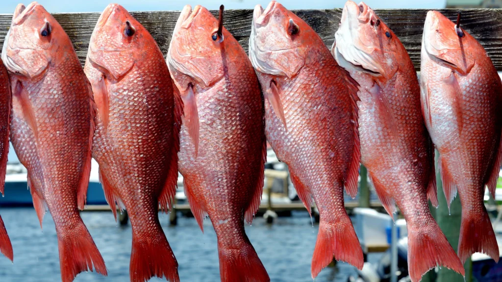 redsnapper