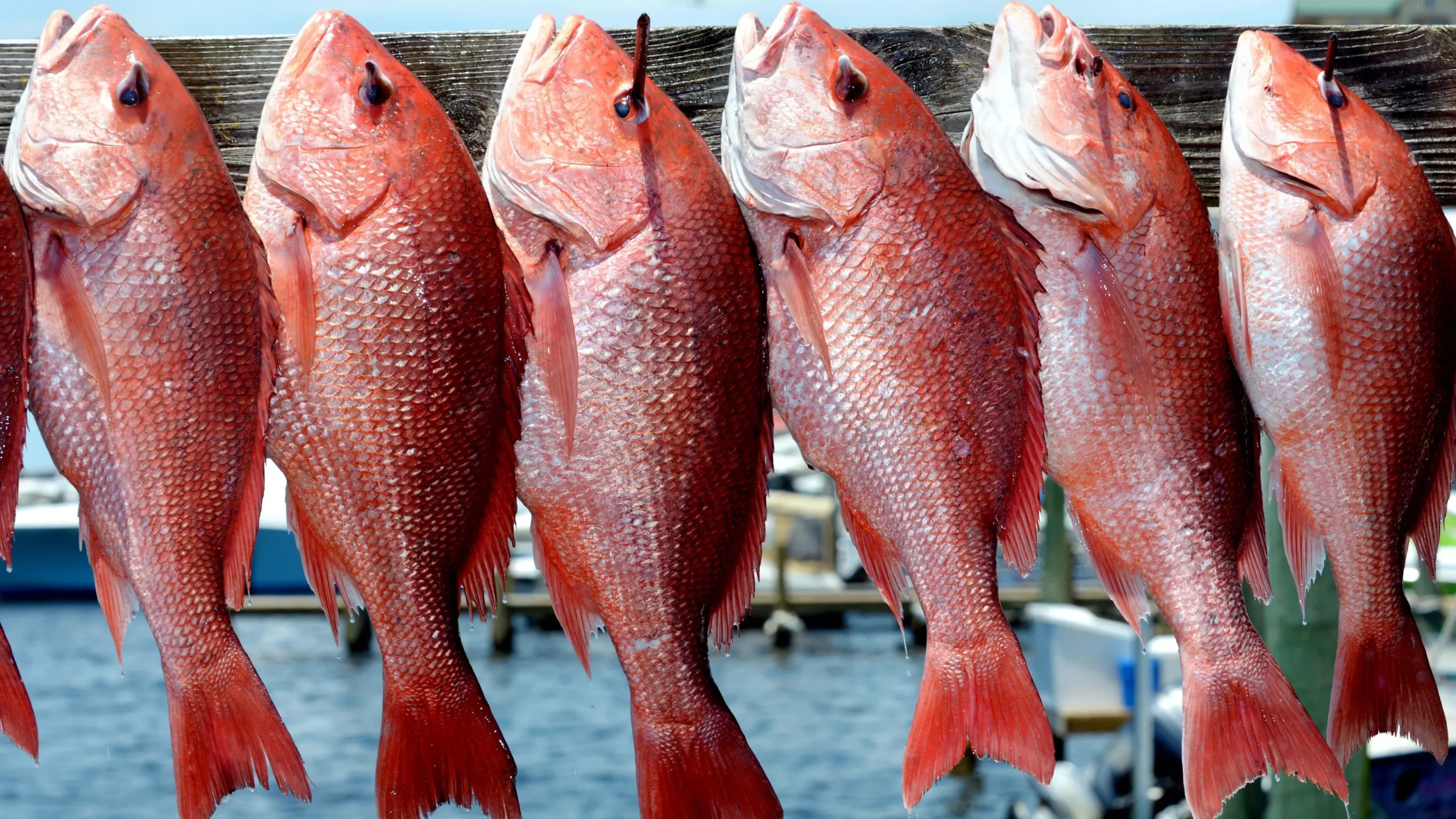 redsnapper