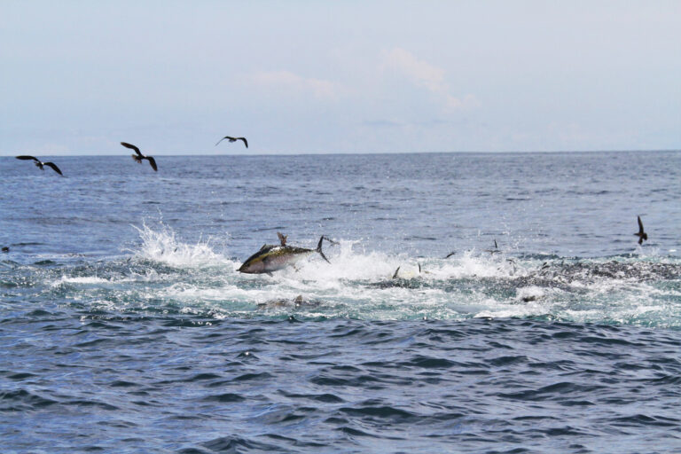 Louisiana Offshore Fishing Report – November 2025 (Grand Isle, Venice, Fourchon) Louisiana tuna jumping and chasing bait